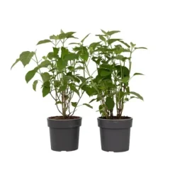 Hortensia - Set om 2 - Hydrangea 'Strong Annabelle' - Höjd 30-40cm - ⌀19cm