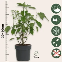 Hortensia - Set om 2 - Hydrangea 'Strong Annabelle' - Höjd 30-40cm - ⌀19cm