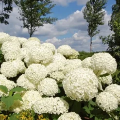 Hortensia - Set om 2 - Hydrangea 'Strong Annabelle' - Höjd 30-40cm - ⌀19cm