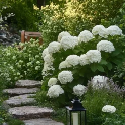 Hortensia - Set om 2 - Hydrangea 'Strong Annabelle' - Höjd 30-40cm - ⌀19cm