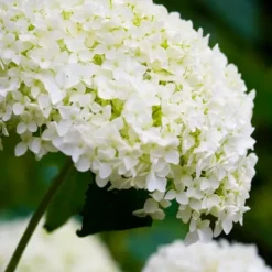 Hortensia - Set om 2 - Hydrangea 'Strong Annabelle' - Höjd 30-40cm - ⌀19cm