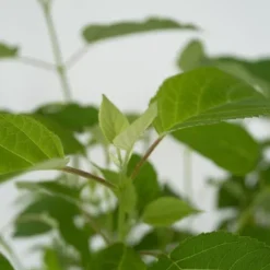 Hortensia - Set om 2 - Hydrangea 'Strong Annabelle' - Höjd 30-40cm - ⌀19cm