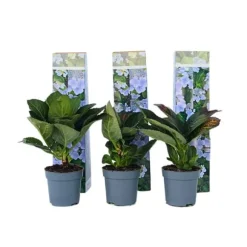 Hortensia - Set om 6 - Hydrangea macrophylla teller - Höjd 25-40cm - ⌀9cm