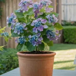 Hortensia - Set om 6 - Hydrangea macrophylla teller - Höjd 25-40cm - ⌀9cm