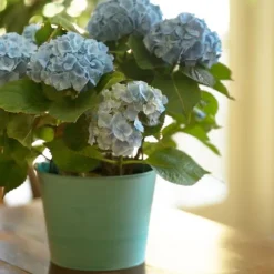 Hortensia - Set om 6 - Hydrangea macrophylla teller - Höjd 25-40cm - ⌀9cm