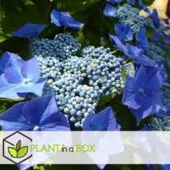 Hortensia - Set om 6 - Hydrangea macrophylla teller - Höjd 25-40cm - ⌀9cm
