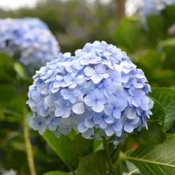 Hortensia - Set om 6 - Hydrangea macrophylla teller - Höjd 25-40cm - ⌀9cm