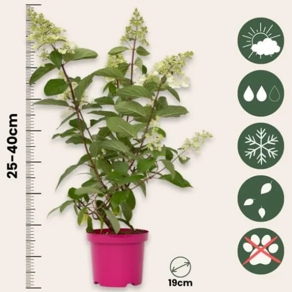 Hortensia - Set om 2 - Hydrangea paniculata 'Pinky Winky' - Höjd 25-40cm - ⌀19cm