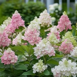 Hortensia - Set om 2 - Hydrangea paniculata 'Pinky Winky' - Höjd 25-40cm - ⌀19cm