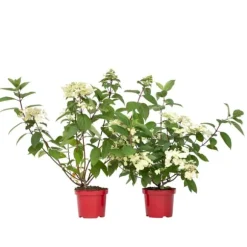 Hortensia - Set om 2 - Hydrangea paniculata 'Wim's Red' - Höjd 25-40cm - ⌀19cm