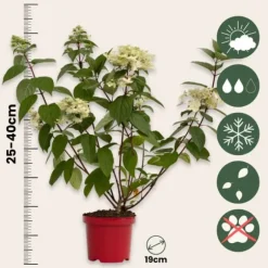 Hortensia - Set om 2 - Hydrangea paniculata 'Wim's Red' - Höjd 25-40cm - ⌀19cm