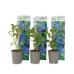 Hortensia - Set om 3 - Hydrangea macrophylla 'Early Blue' - Höjd 25-40cm - ⌀9cm