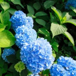 Hortensia - Set om 3 - Hydrangea macrophylla 'Early Blue' - Höjd 25-40cm - ⌀9cm