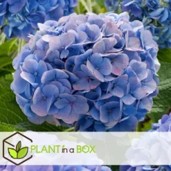 Hortensia - Set om 3 - Hydrangea macrophylla 'Early Blue' - Höjd 25-40cm - ⌀9cm