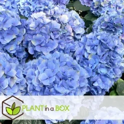 Hortensia - Set om 3 - Hydrangea macrophylla 'Early Blue' - Höjd 25-40cm - ⌀9cm