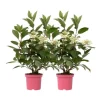 Hortensia - Set om 2 - Hydrangea paniculata 'Early Harry' - Höjd 25-40cm - ⌀19cm