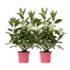 Hortensia - Set om 2 - Hydrangea paniculata 'Early Harry' - Höjd 25-40cm - ⌀19cm