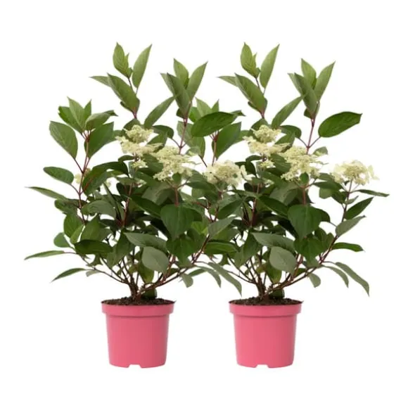 Hortensia - Set om 2 - Hydrangea paniculata 'Early Harry' - Höjd 25-40cm - ⌀19cm