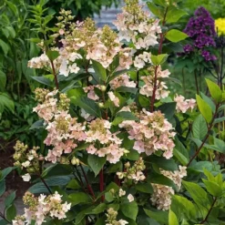Hortensia - Set om 2 - Hydrangea paniculata 'Early Harry' - Höjd 25-40cm - ⌀19cm