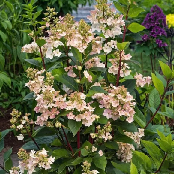 Hortensia - Set om 2 - Hydrangea paniculata 'Early Harry' - Höjd 25-40cm - ⌀19cm