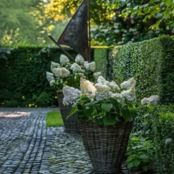 Hortensia - Set om 2 - Hydrangea paniculata 'Early Harry' - Höjd 25-40cm - ⌀19cm