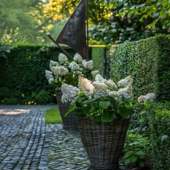 Hortensia - Set om 2 - Hydrangea paniculata 'Early Harry' - Höjd 25-40cm - ⌀19cm