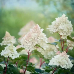 Hortensia - Set om 2 - Hydrangea paniculata 'Early Harry' - Höjd 25-40cm - ⌀19cm
