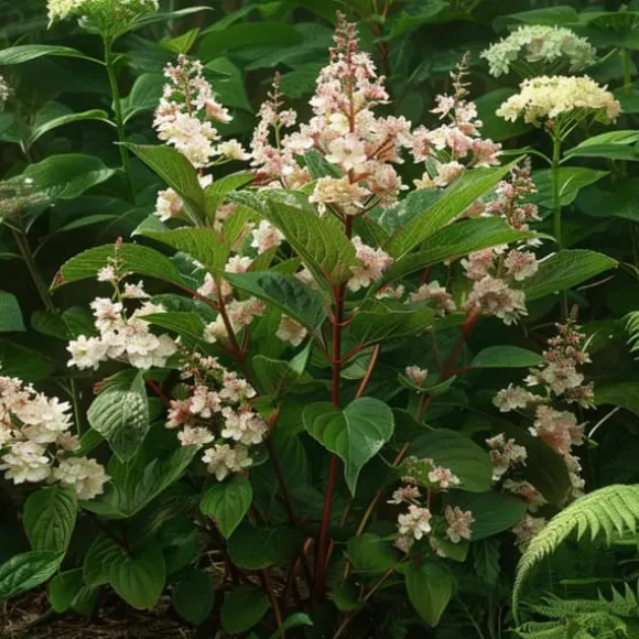 Hortensia - Set om 2 - Hydrangea paniculata 'Early Harry' - Höjd 25-40cm - ⌀19cm