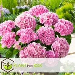 Hortensia - Set om 3 - Hydrangea macrophylla 'Early Pink' - Höjd 25-40cm - ⌀9cm