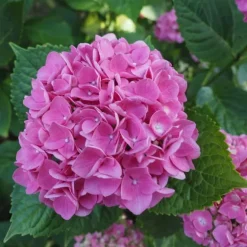 Hortensia - Set om 3 - Hydrangea macrophylla 'Early Pink' - Höjd 25-40cm - ⌀9cm