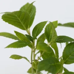 Hortensia - Set om 3 - Hydrangea macrophylla 'Early Pink' - Höjd 25-40cm - ⌀9cm