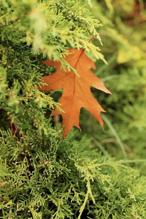 Höst Universalgödselgranulat Trädgårdsstart 2kg