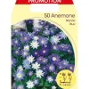 HÖSTBULBERR ANEMONE BLANDA MIXAD FÖRPACKNING MED 50 BULBER BULBS BULBES