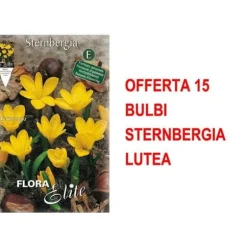 HÖSTBULBERRBUD 15 BULBERR STERNBERGIA LUTEA BULBERR BULBERR BULBERR