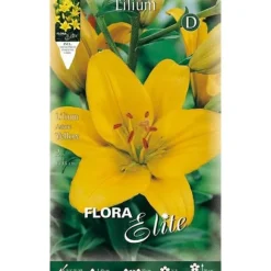 HÖSTBULBVARIANT LILIUM ASIATISK GUL FÖRPACKNING MED 2 BULB.