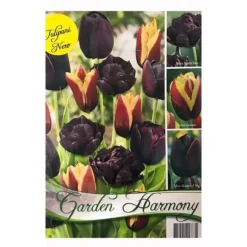 HÖSTBULLAR KOLLEKTION 15 SVARTA TULPANER FÖR BLOMSTRANDE OCH KRUKOR