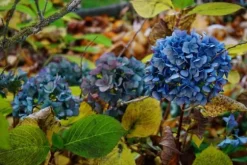 Höstgödsel för syraälskande växter GardenStart 5kg