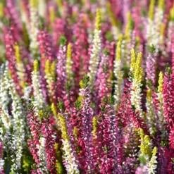 HÖSTGÖDSELMEDEL FÖR SYRA-SANNOLIKA VÄXTER 2 KG AMPOL