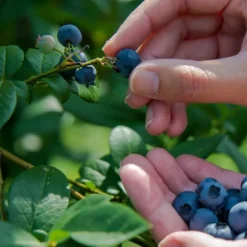 HÖSTGÖDSELMEDEL FÖR SYRA-SANNOLIKA VÄXTER 2 KG AMPOL
