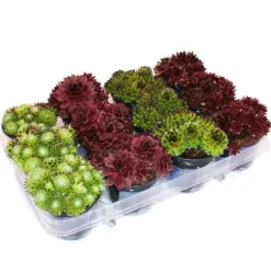 Husleek - ett set med 12 olika typer av Sempervivum