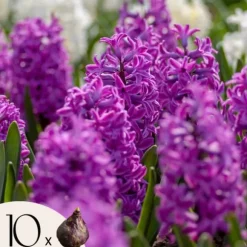 Hyacintlökar - Set med 10 - Hyacinthus 'Purple Voice' - Blomsterlökar
