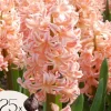 Hyacintlökor - Set om 25 - Hyacinthus 'Gipsy Queen' - Blomlökar - Orange