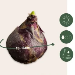 Hyacintlökor - Set om 25 - Hyacinthus 'Gipsy Queen' - Blomlökar - Orange