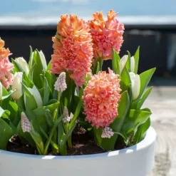 Hyacintlökor - Set om 25 - Hyacinthus 'Gipsy Queen' - Blomlökar - Orange