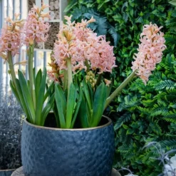 Hyacintlökor - Set om 25 - Hyacinthus 'Gipsy Queen' - Blomlökar - Orange