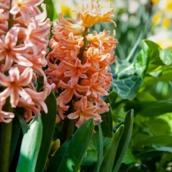 Hyacintlökor - Set om 25 - Hyacinthus 'Gipsy Queen' - Blomlökar - Orange