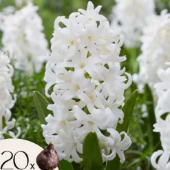 Hyacintlökor - Set om 20 - Hyacinthus 'Carnegie' - Blomlökar - Vit