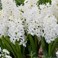 Hyacintlökor - Set om 20 - Hyacinthus 'Carnegie' - Blomlökar - Vit