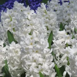 Hyacintlökor - Set om 20 - Hyacinthus 'Carnegie' - Blomlökar - Vit