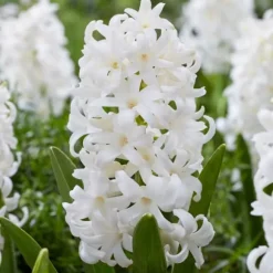 Hyacintlökor - Set om 20 - Hyacinthus 'Carnegie' - Blomlökar - Vit